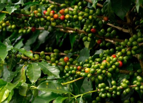 Productos Agrícolas de Puerto Rico