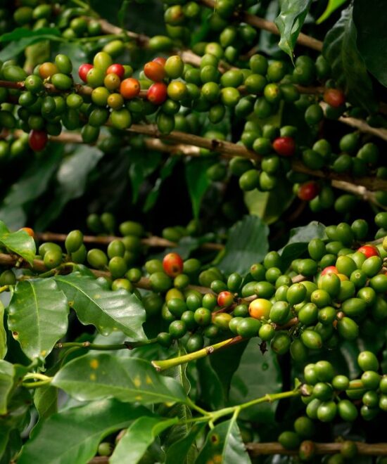 Productos Agrícolas de Puerto Rico