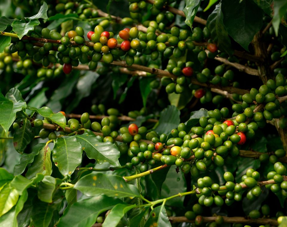 Productos Agrícolas de Puerto Rico